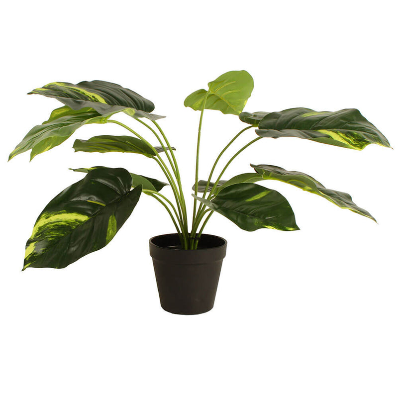 Potted Devils Ivy Plant 45cm